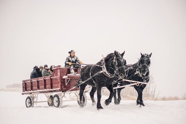 Man driving 2 horses and a carriage in the snow outside of Telluride, Colorado