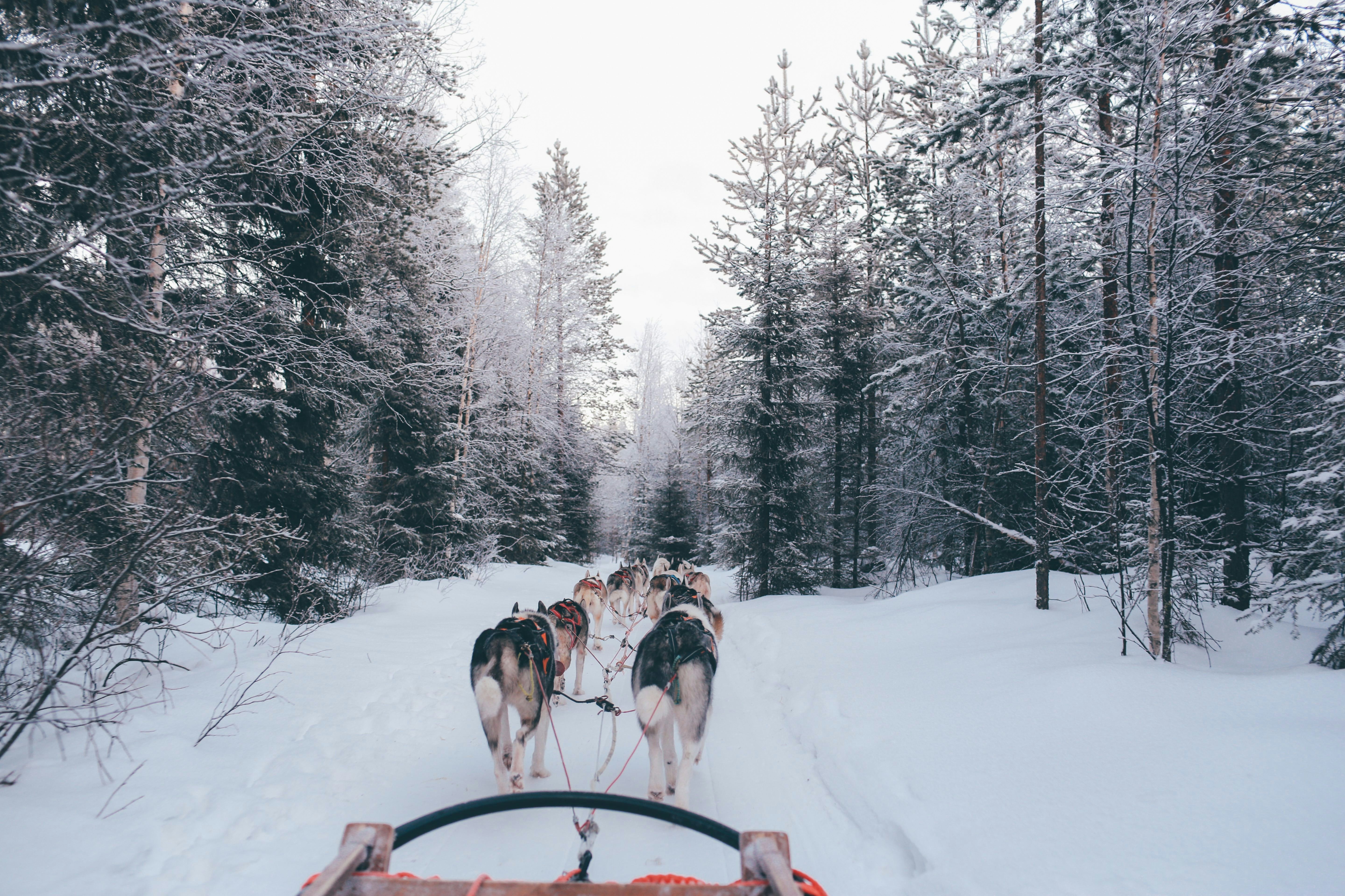 dog sledding