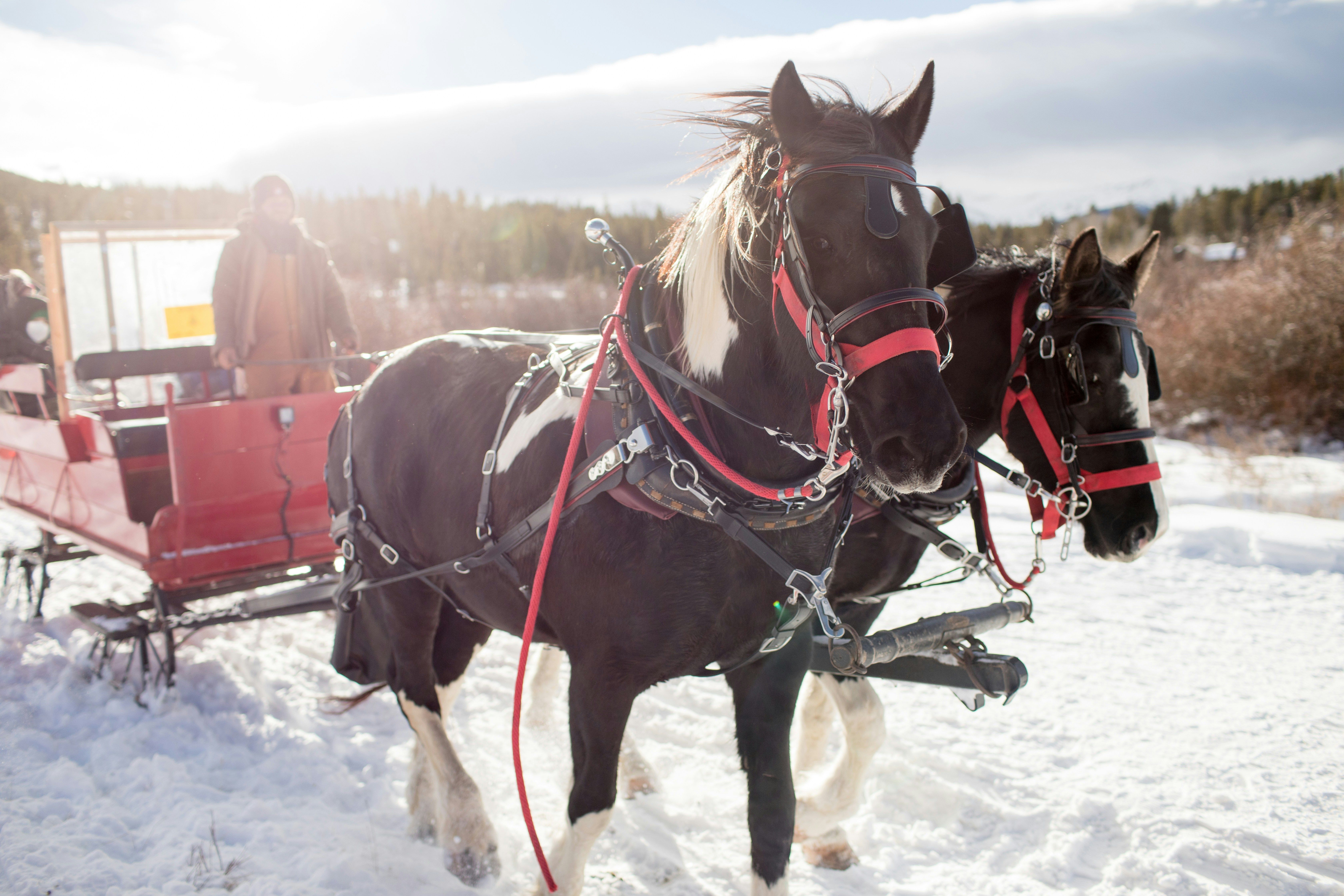 horse drawn sleigh ride